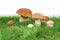 Mushrooms in grass