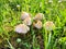 mushrooms in the grass