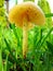 mushrooms in the grass