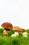 Mushrooms in grass