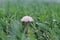 Mushrooms. Grass. Baku. Azerbaijan. Heydar Aliyev centre