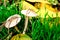 Mushrooms in the grass grebe toadstool forest autumn nature plant