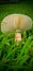 mushrooms grass naturalview macro wildlife