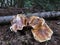 Mushrooms at a Greek forest during autumn