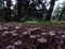 Mushrooms at a Greek forest during autumn