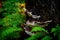 Mushrooms and green ferns in a Pacific Northwest Forest in the autumn