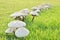 Mushrooms in green glass field