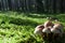 Mushrooms on green meadow in misty forest