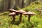 mushrooms on a green moss in the forest family of september