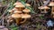 Mushrooms in the ground at autumn