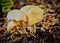 Mushrooms grouping closeup