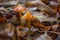 Mushrooms Grow on an Autumn-coloured Forest Floor