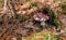 Mushrooms grow in the forest. Mushroom time. Moss and yellow leaves on a mushroom. Horizontal shot.