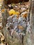 Mushrooms grow on an old loose stump, and fallen leaves lie around.