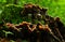 Mushrooms grow on rotten tree with moss in the forest