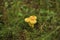 Mushrooms grow on stump covered with green moss. Forest, Nature, background, texture, Plants, Wallpaper, toadstool