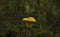 Mushrooms grow on stump covered with green moss. Forest, Nature, background, texture, Plants, Wallpaper, toadstool