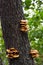 Mushrooms grow on the trunk of a tree. Royal honey agaric, Pholiota aurivella in the forest in autumn, vertical photo