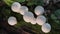 Mushrooms growing in the autumn forest.