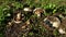 Mushrooms growing in autumn woods