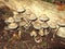 Mushrooms growing on decaying log