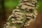 Mushrooms growing on decaying tree trunk in wildlife refuge