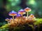 Mushrooms growing in the forest, close-up view