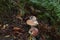 Mushrooms growing on the forest floor