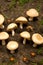 Mushrooms growing on the forest ground generated by ai