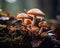 Mushrooms growing in the forest after rain. Selective focus