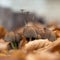 Mushrooms growing in the grass. Poisonous mushrooms.