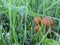 Mushrooms growing in lawns . Group of small fungi in the green grass