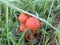 Mushrooms growing in lawns . Group of small fungi in the green grass