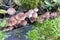 Mushrooms Growing on a Log Macro