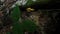 The mushrooms growing on the logs in forest