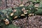 Mushrooms growing on moldy fallen tree in forest in winter