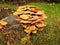 Mushrooms growing on an old tree stump
