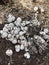 Mushrooms growing in rice husks