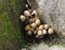 Mushrooms Growing On Stone Steps In Sintra Portugal