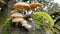 Mushrooms growing on a tree