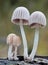 Mushrooms growing on tree