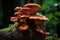 Mushrooms growing on a tree in the forest, closeup, Lingzhi mushroom, Ganoderma lucidum Lingzhi mushroom, AI Generated