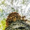 Mushrooms growing on tree picture from below