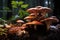 Mushrooms growing on a tree stump in the forest in autumn, Lingzhi mushroom, Ganoderma lucidum Lingzhi mushroom, AI Generated