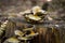 Mushrooms growing on treestump in autumn