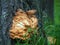 Mushrooms growing on the trunk of trees, chaga mushroom growing on the bark in the forest, medical and biological significance, us