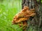 Mushrooms growing on the trunk of trees, chaga mushroom growing on the bark in the forest, medical and biological significance, us