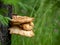 Mushrooms growing on the trunk of trees, chaga mushroom growing on the bark in the forest, medical and biological significance, us