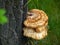 Mushrooms growing on the trunk of trees, chaga mushroom growing on the bark in the forest, medical and biological significance, us