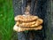 Mushrooms growing on the trunk of trees, chaga mushroom growing on the bark in the forest, medical and biological significance, us